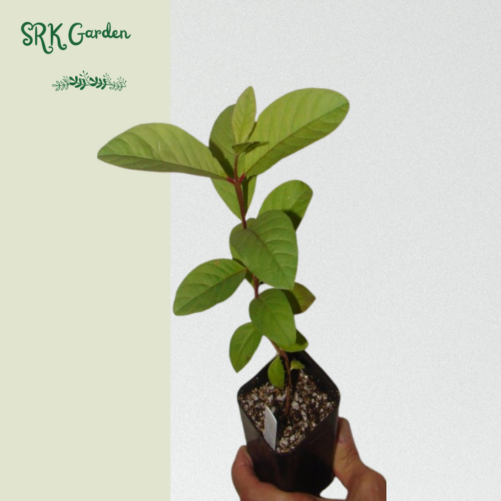 Pink Guava Tree Live Plant, 4"-10" in Tall