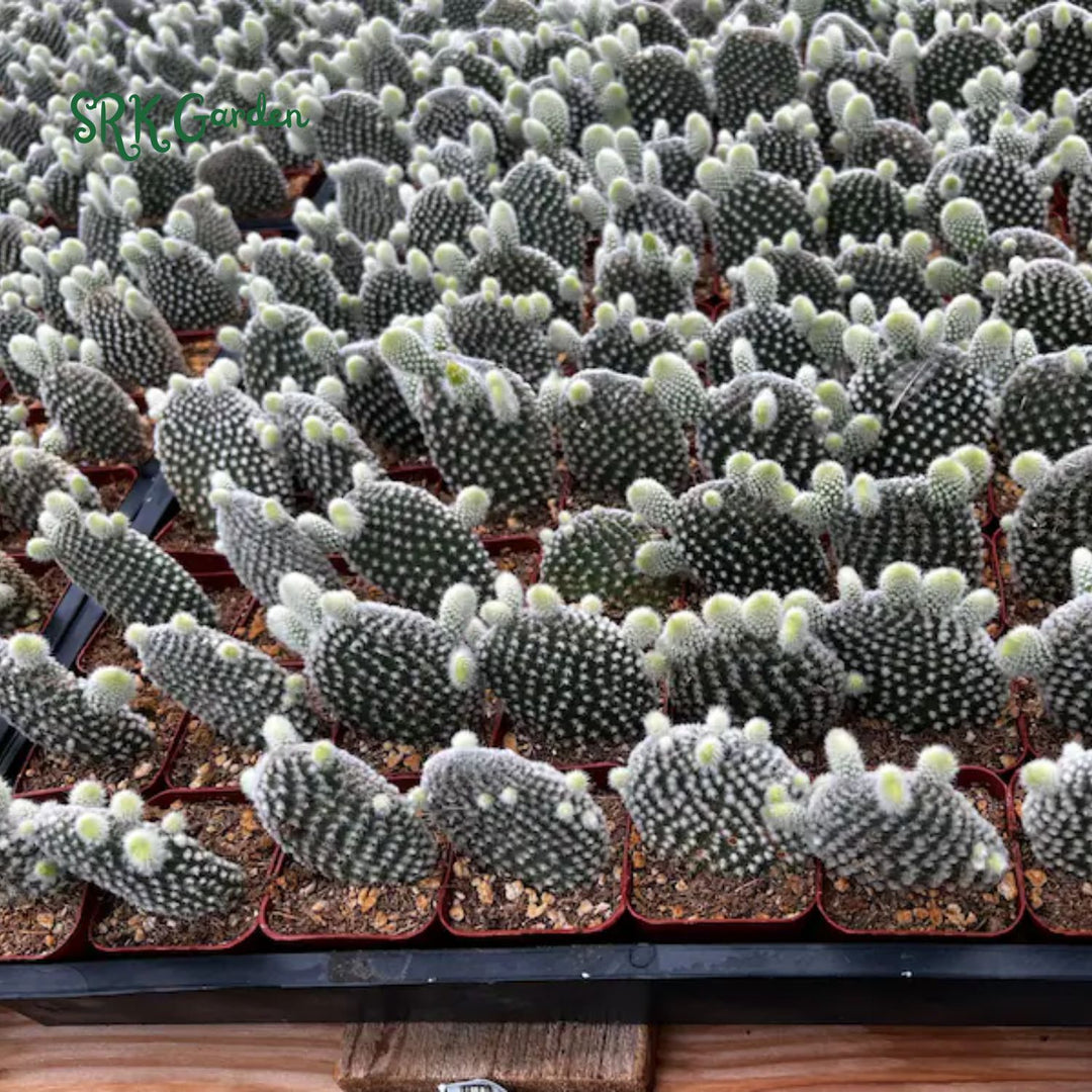Bunny Ear Cactus, Opuntia Microdasys in 2", 4" pot