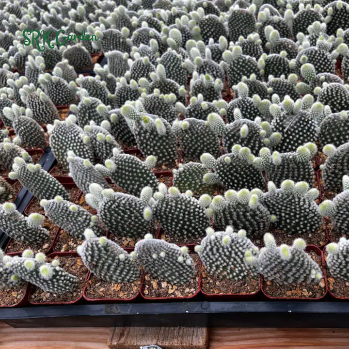 Bunny Ear Cactus, Opuntia Microdasys in 2", 4" pot