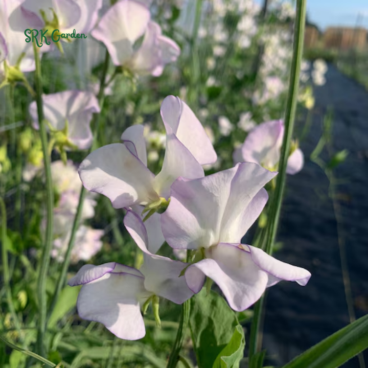 High Scent Sweet Pea Seeds | 20 Seeds