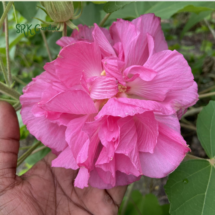 100 Rose Hibiscus Mutabilis Seeds Fragrant Exotic Eye Appeal | Heirloom & Non-GMO