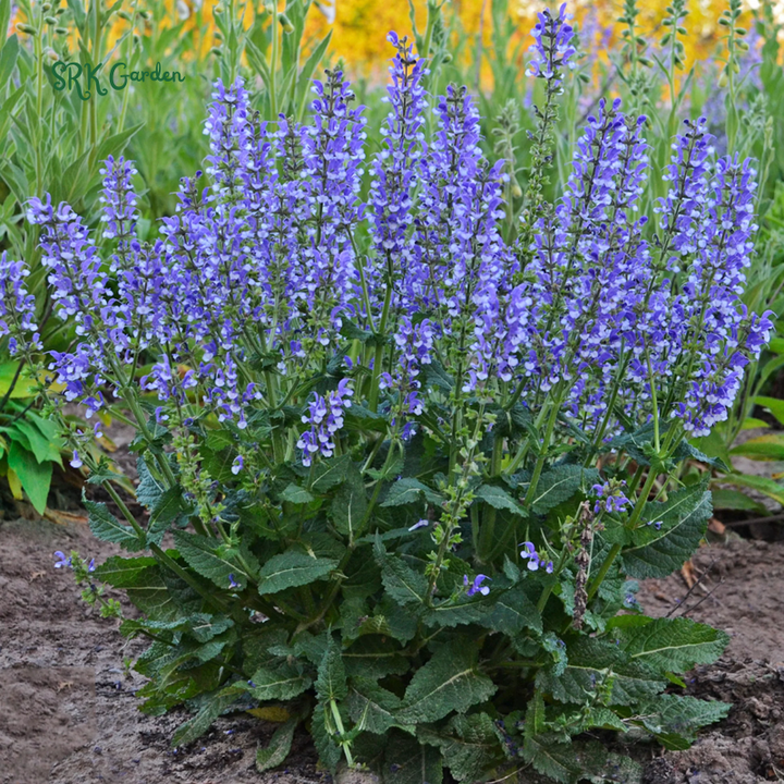 Blue Sage Seeds for Planting | 100 Seeds