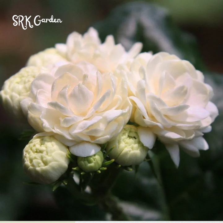 Jasmine Grand Duke Fragrance