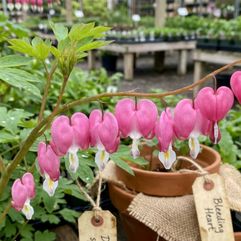 Pink Bleeding Heart Bare Root Perennial Plants – Heart Shaped Pink Blooms