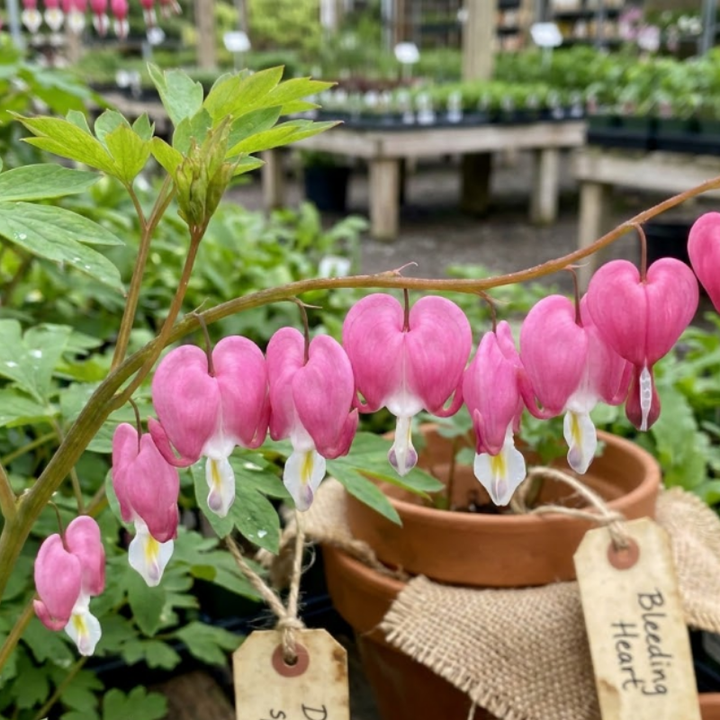 Pink Bleeding Heart Bare Root Perennial Plants – Heart Shaped Pink Blooms