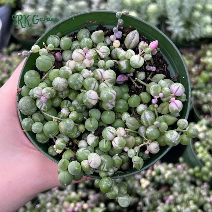 Variegated String of Pearls, Hanging Plant in 2'', 4", 6'' pot