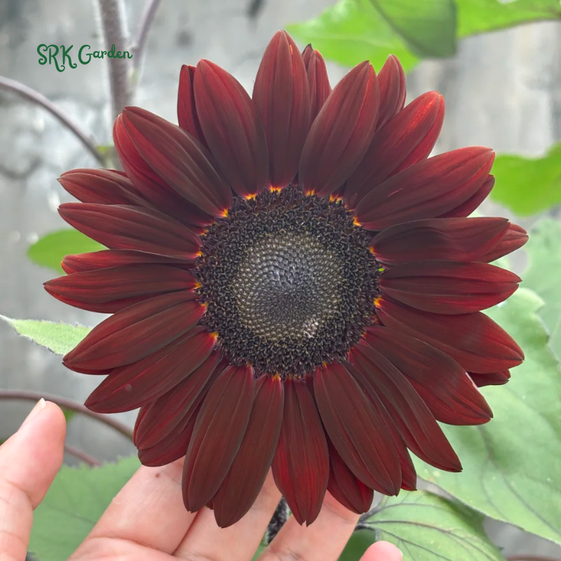 Sunflower Seeds - Chocolate Cherry 25 Seeds