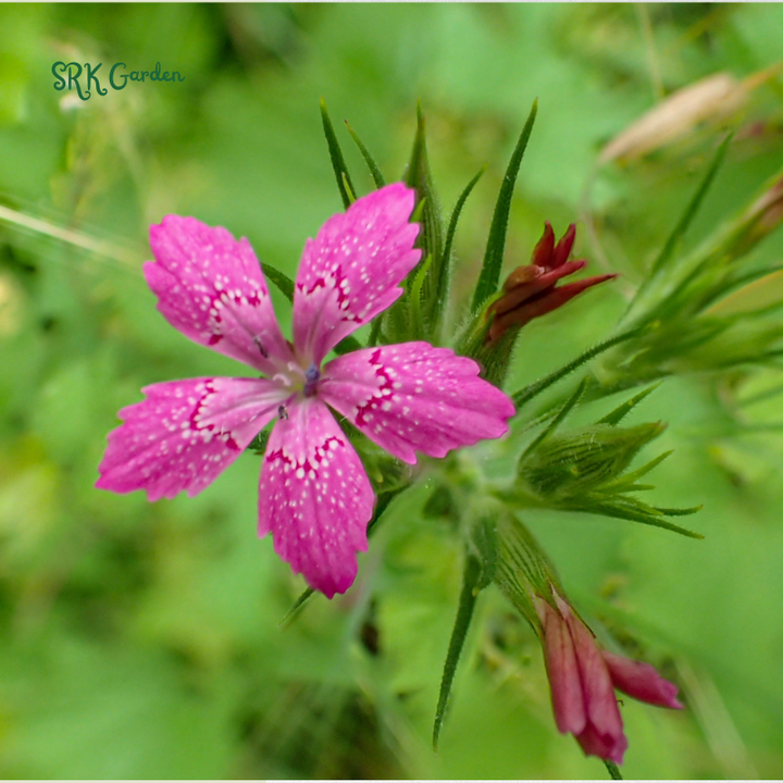 Deptford Pink Seeds for Spring | 100 Seeds