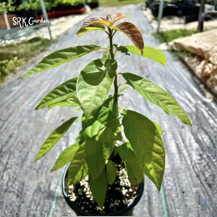 Long Neck Avocado Avocado Tree - Live Big Fruit Tree 12"-24" Tropical Plant