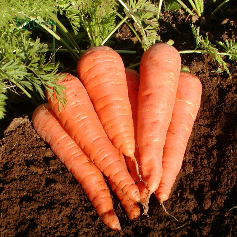 Carrot Seeds - Danvers 126 | 150 Seeds