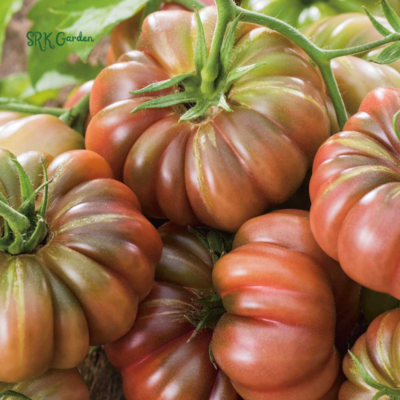Tomato Seeds Cherokee Purple | 60 Seeds