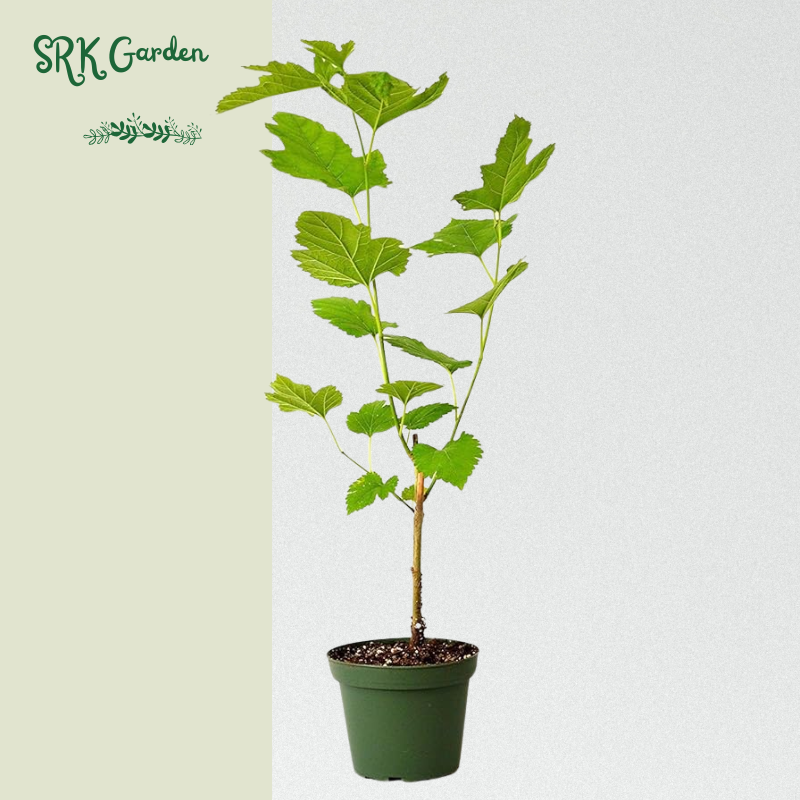 Dwarf Mulberry Plant Tree Everbearing Sweet Fruit in 4" Pot