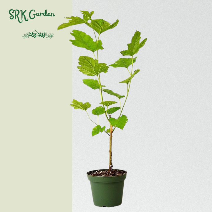 Dwarf Mulberry Plant Tree Everbearing Sweet Fruit in 4" Pot