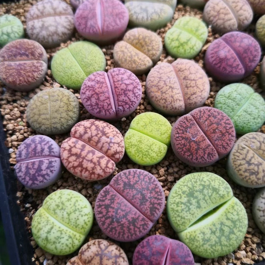 Lithops Live Small Exotic  Random Color Size 0.3" to 0.7"