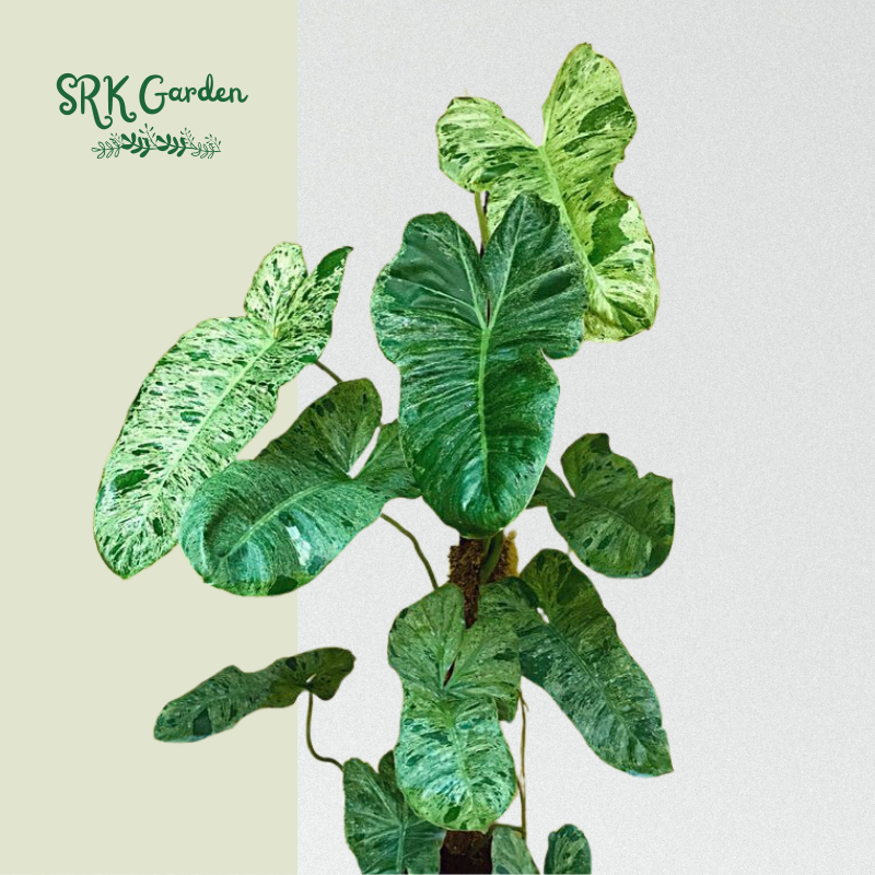 Philodendron Paraiso Verde Var Tropical Decoration Outdoor room 6" pot