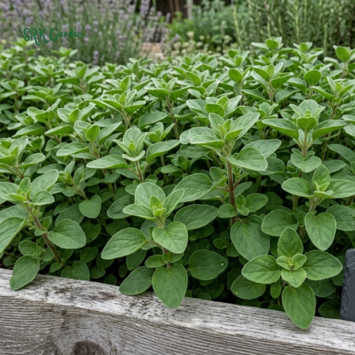 150+ Sweet Marjoram Seeds