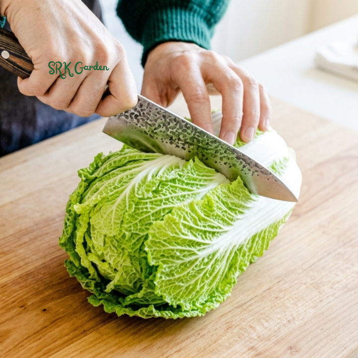 Napa Cabbage Chinese Cabbage | 100+ Seeds