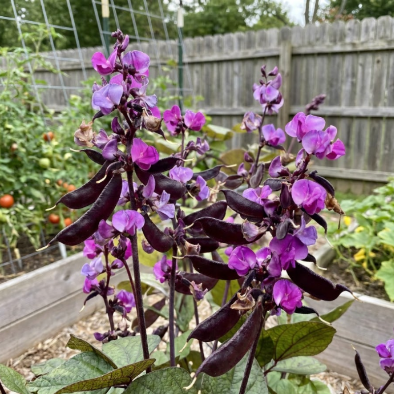 RUBY MOON Hyacinth Bean Seeds