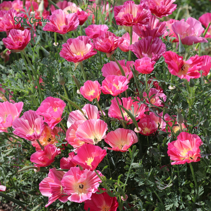 Silky Chiffon Poppy Seeds - Appleblossom | 100 Seeds