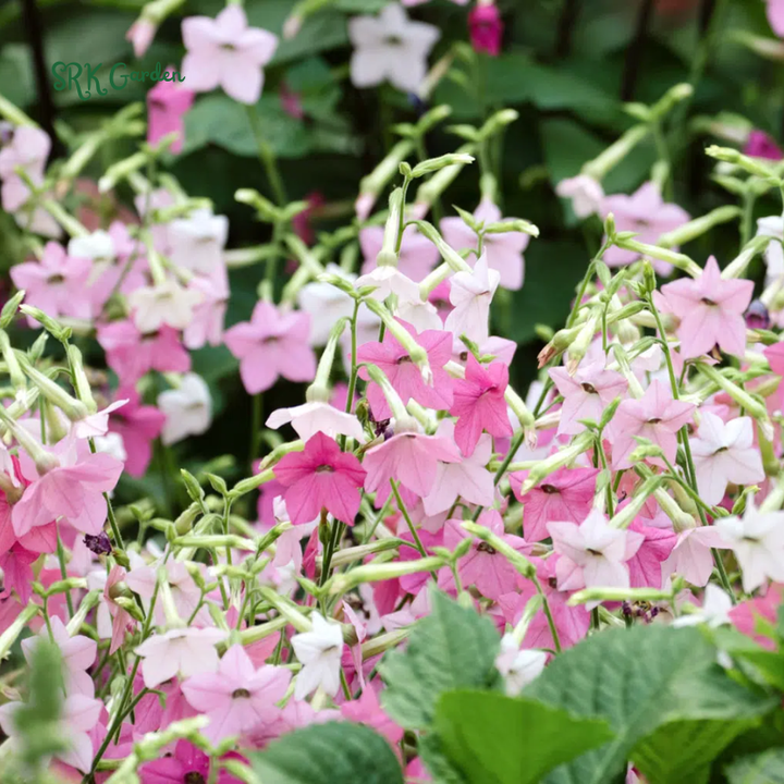 Sensation Flowering Tobacco Seed Mix, Nicotiana alata | 500 Seeds