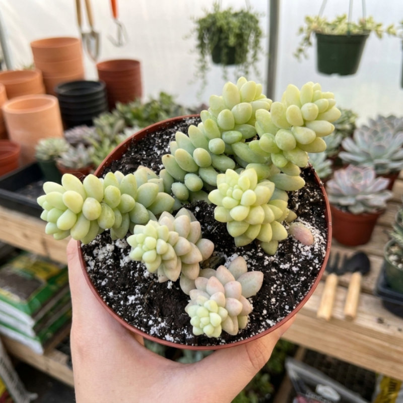 Sedum Burrito, Donkey's Tail, Trailing Succulent, Hanging Plant, 2" 4" pot