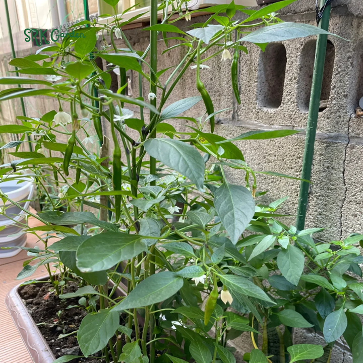 Japanese Sapporo Hot Pepper Seeds | 20 Seeds