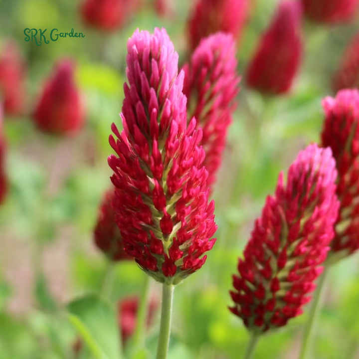 Crimson Clover Seeds for Planting | 1000 seeds