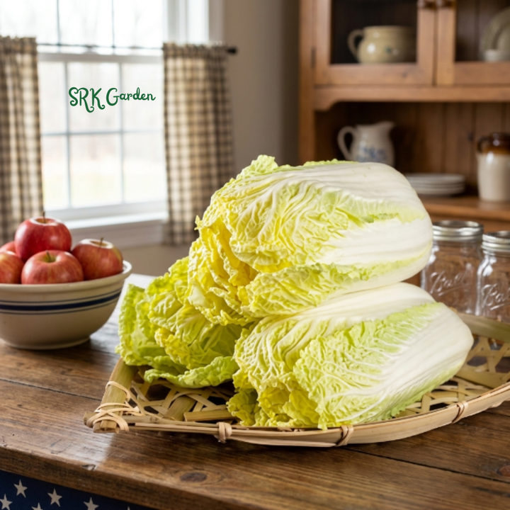 Mini Napa Cabbage Mini Kisaku | 50+ Seeds