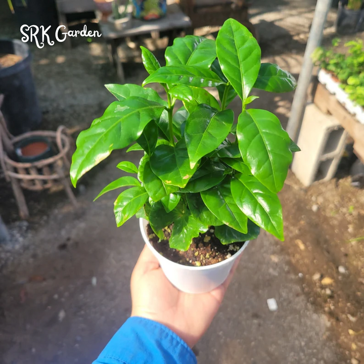 Arabica Coffee Plant in 4 inch pot