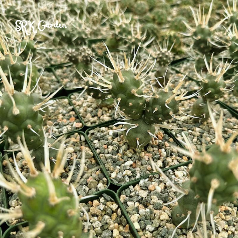 Paper Spine Cactus, Tephrocactus Articulatus, Pine Cone Cactus, Rare Cactus in 3" pot