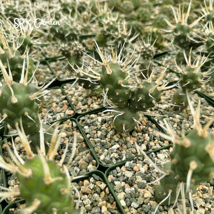 Paper Spine Cactus, Tephrocactus Articulatus, Pine Cone Cactus, Rare Cactus in 3" pot