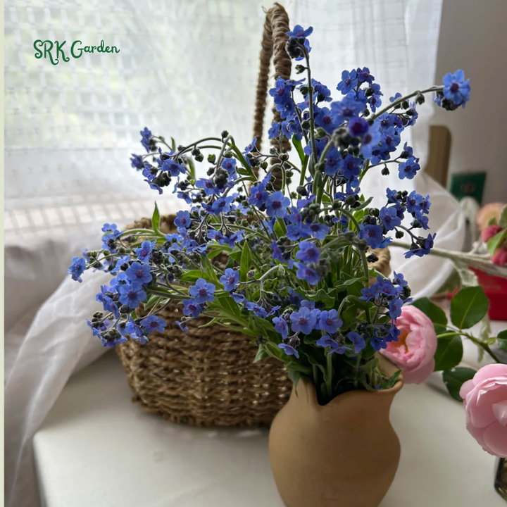 Chinese Forget Me Not Seeds | 150 Seeds