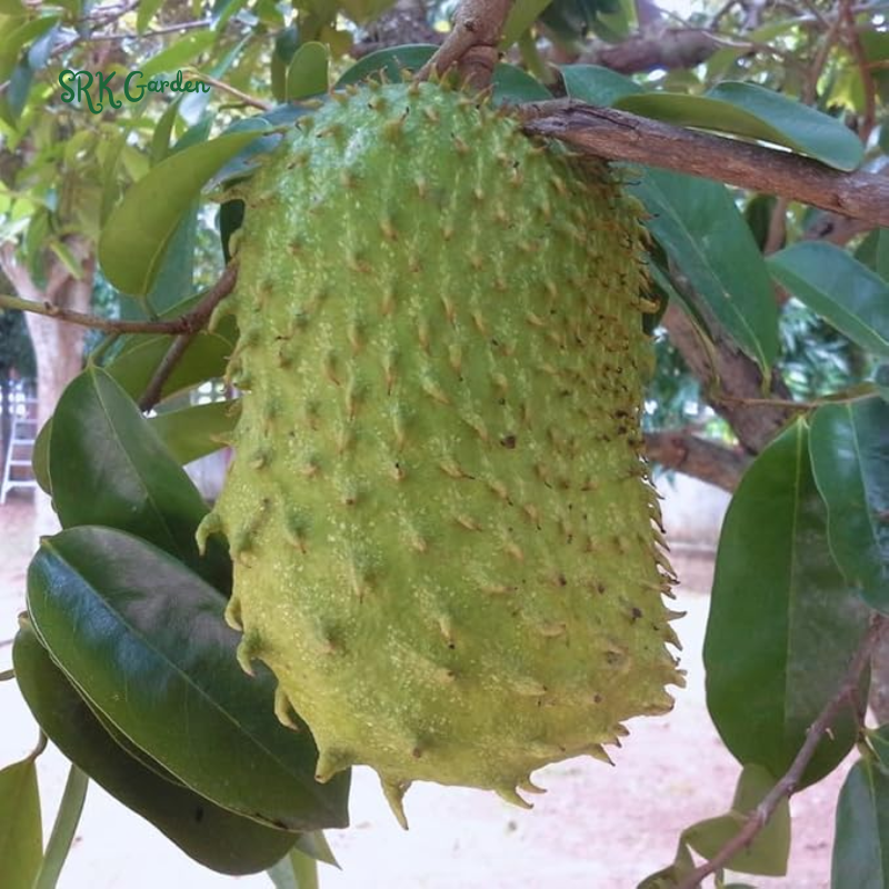 Soursop Tree Live Plant, Soursop Guanabana Plant Potted | 5-9 Inch Tall