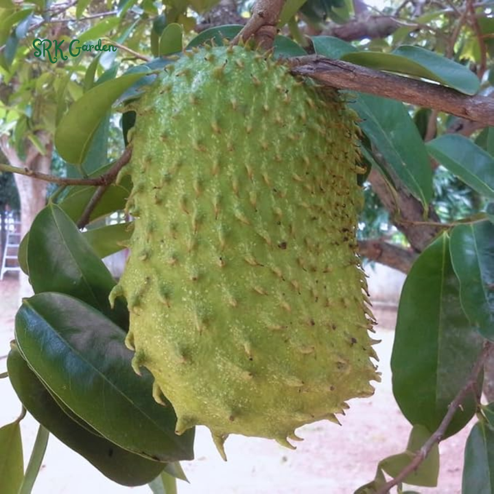 Soursop Tree Live Plant, Soursop Guanabana Plant Potted | 5-9 Inch Tall