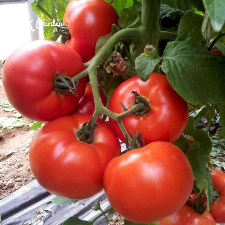 300 Tomato Beefsteak Seeds - Organic, Non GMO - Grow Indoors, Outdoors