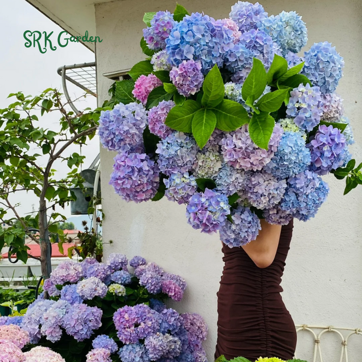 Hydrangea Flower Seeds Pack 100 Seeds