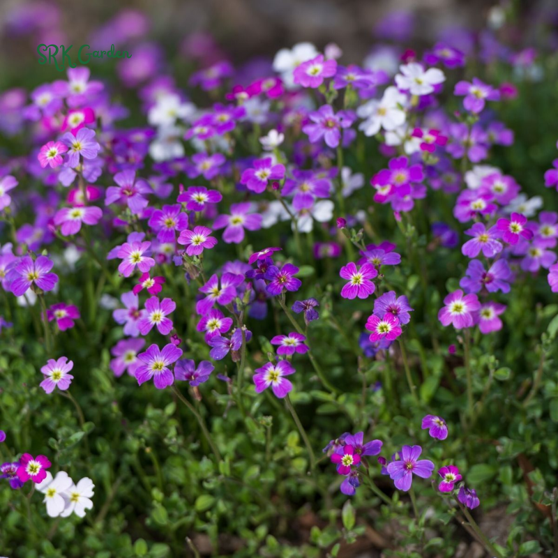Virginia Stock Seeds | 1000 Seeds