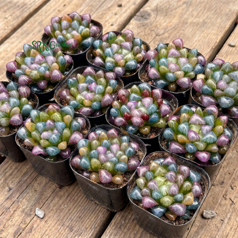 Live Succulents -Rare Succulents -Haworthia Cooperi Rainbow