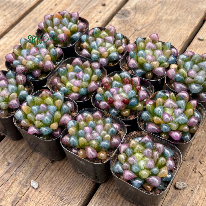Live Succulents -Rare Succulents -Haworthia Cooperi Rainbow