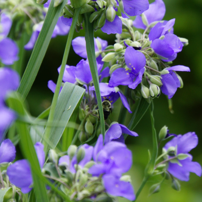 Ohio Spiderwort Seeds Tradescantia Ohiensis | 100 Seeds