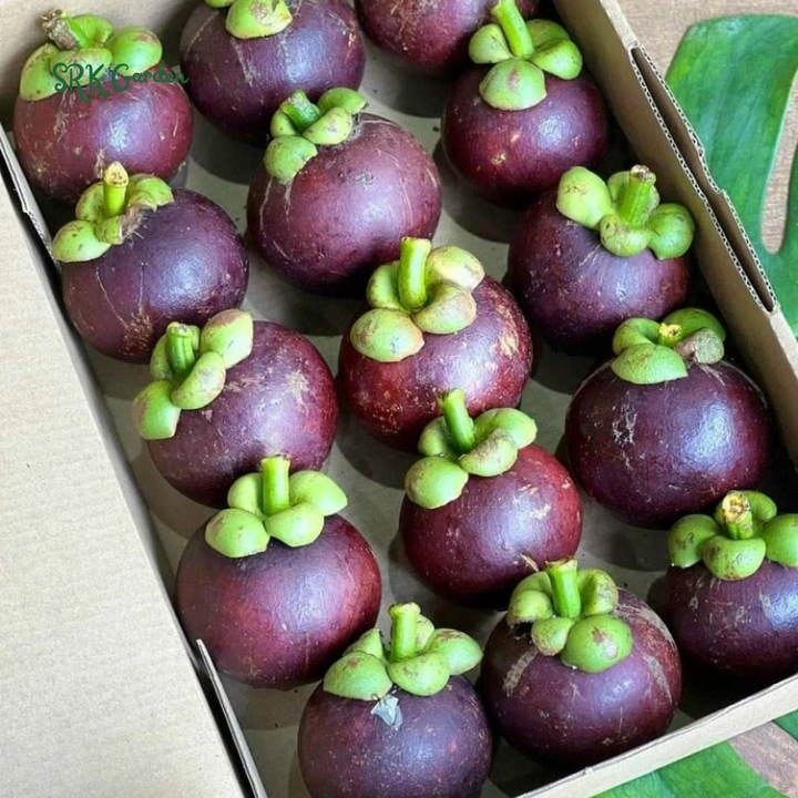 Mangosteen (Garcinia mangostana) Mangostan Live Fruit Tree 10" - 24"