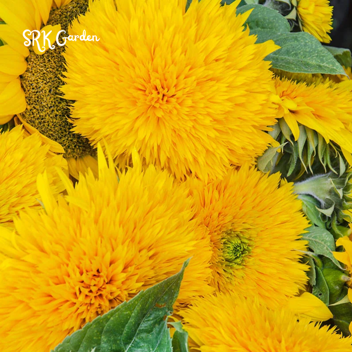 Yellow Teddy Bear Sunflower Plant 100 Seeds