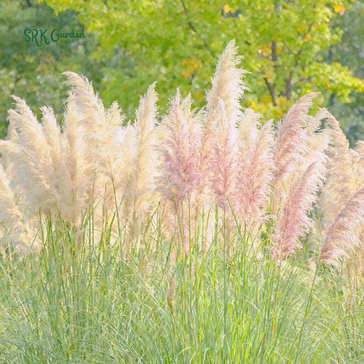 Pink Pampas / White Pampas Grass Seeds | 100 Seeds