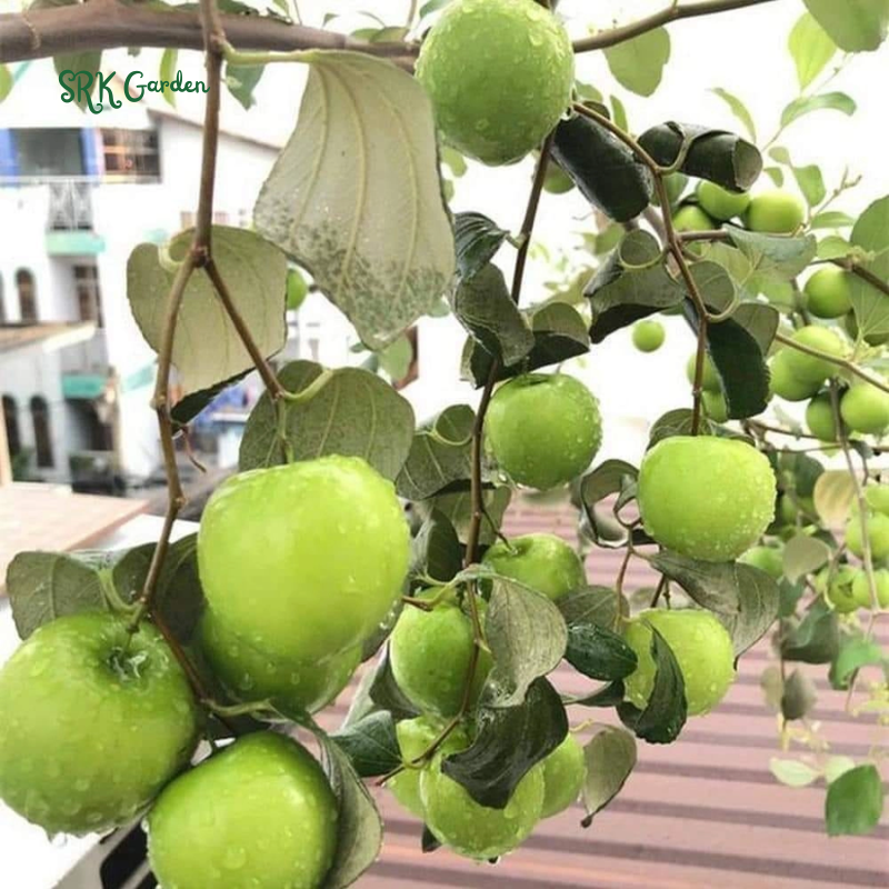 Green Jujube Honey Tree Large Size, Tropical Fruit tree 1-2ft tall
