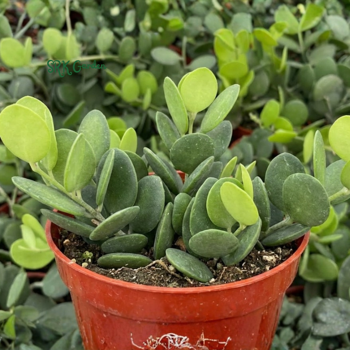 String of Coins | Silver Dollar Vine | Xerosicyos Danguyi Live plant in 4 in pot