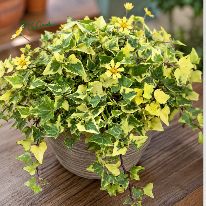 Variegated Wax Ivy, Trailing Plant, Easy Care House Plant in 4", 6'' pot