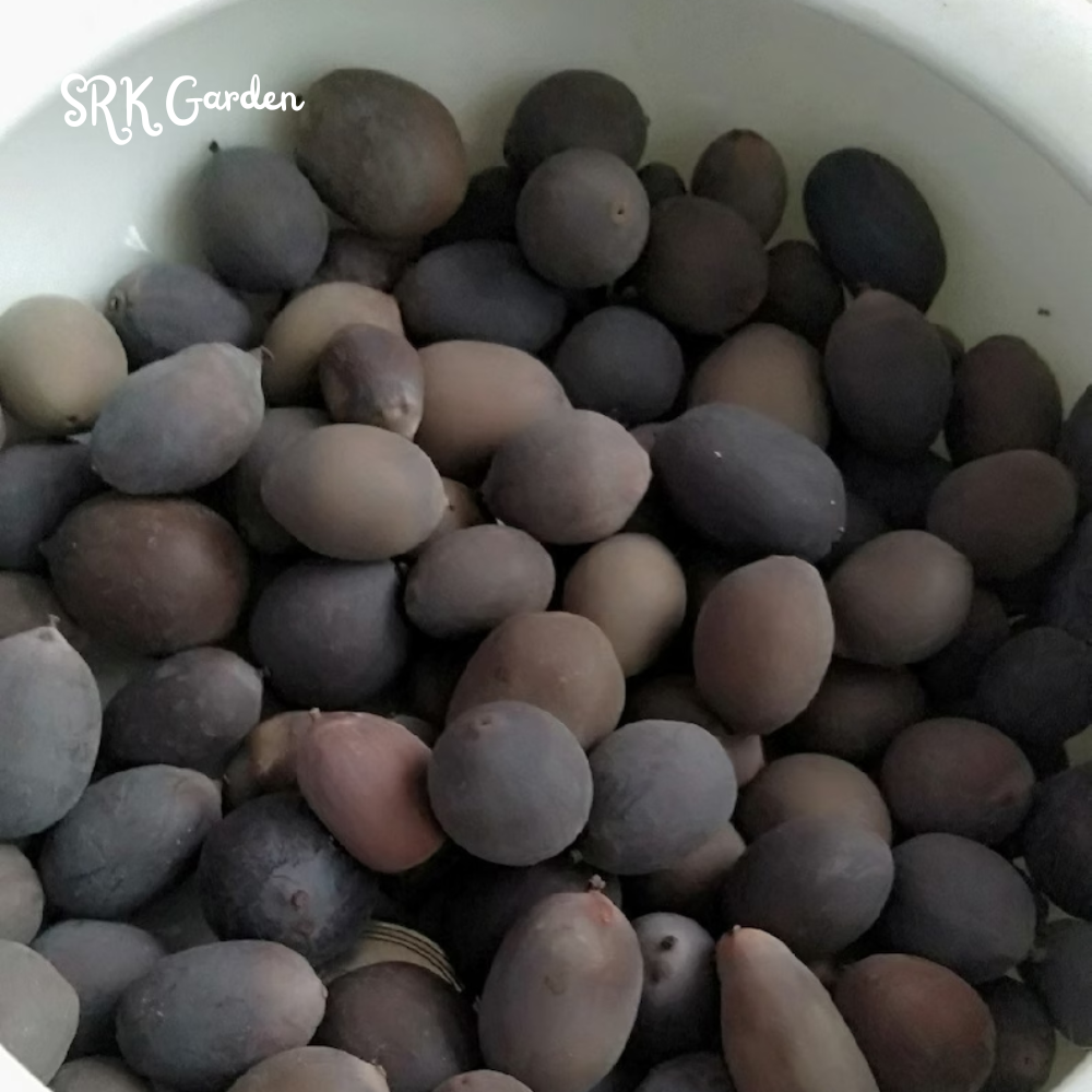 Mini Lotus Seeds (Pink, Snow White, Royal, Guan Yin, Mini) 60 seeds