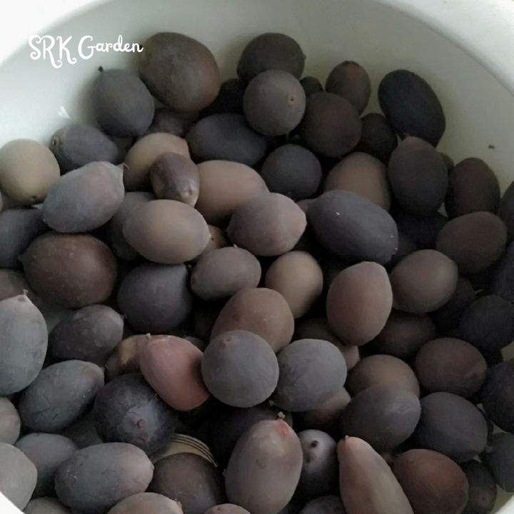 Mini Lotus Seeds (Pink, Snow White, Royal, Guan Yin, Mini) 60 seeds