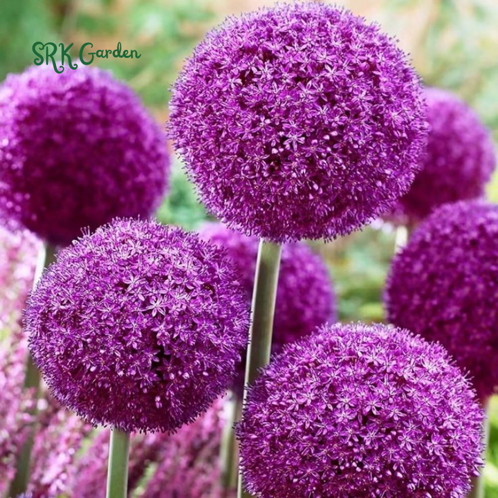 10 Giant Ball Onion Allium Christophii Bulbs