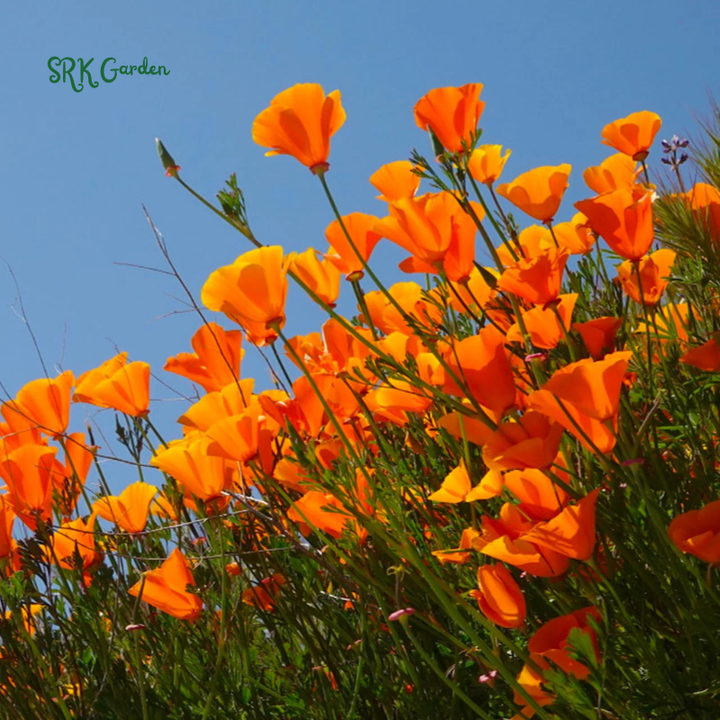 Orange California Poppy Seeds | 500 Seeds